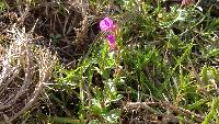 Oenothera rosea image