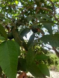 Psidium guajava image