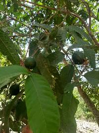 Psidium guajava image