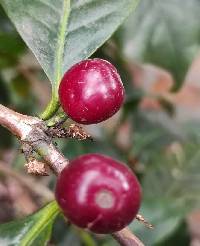 Coffea arabica image