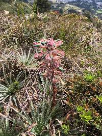 Puya parviflora image