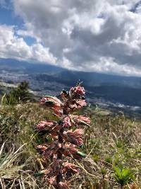 Puya parviflora image