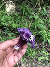 Cobaea scandens image