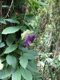 Cobaea scandens image