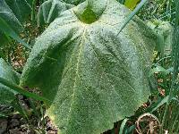 Image of Cucurbita pepo