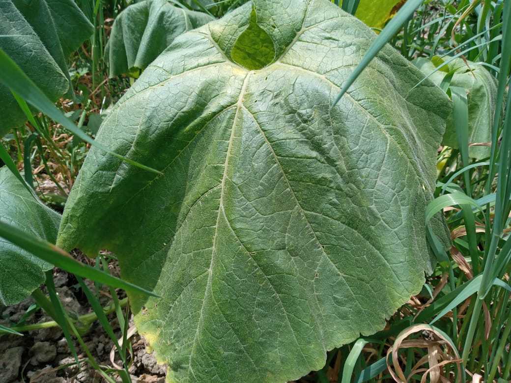 Cucurbita pepo image