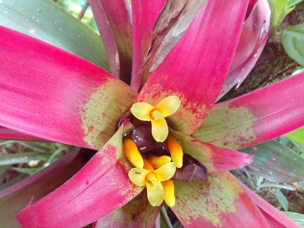 Guzmania sanguinea image