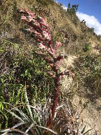 Puya parviflora image