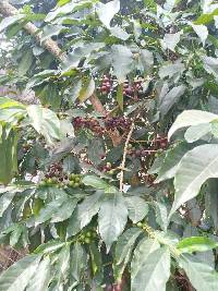 Coffea arabica image