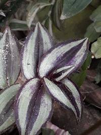 Tradescantia zebrina image