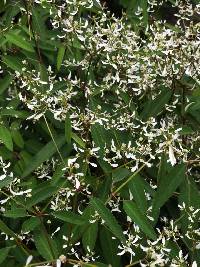 Euphorbia graminea image