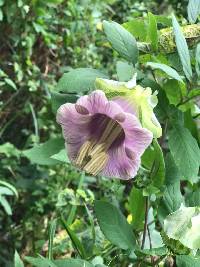 Cobaea scandens image