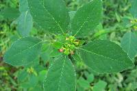 Euphorbia heterophylla image