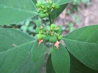 Euphorbia heterophylla image