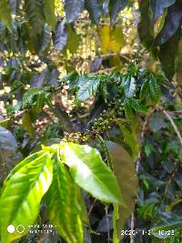 Coffea arabica image