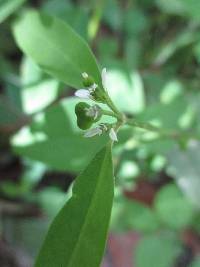 Euphorbia graminea image