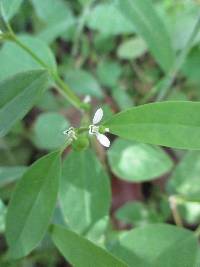 Euphorbia graminea image