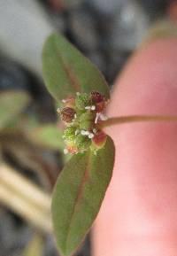 Euphorbia ophthalmica image