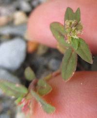 Euphorbia ophthalmica image