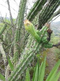 Praecereus euchlorus image