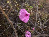 Ipomoea carnea image