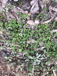 Trifolium repens image