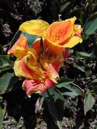 Image of Canna generalis