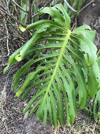 Monstera deliciosa image