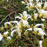 Cyathostegia matthewsii image