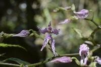 Cyrtochilum alboroseum image