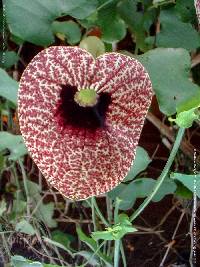 Image of Aristolochia elegans