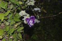 Cobaea scandens image