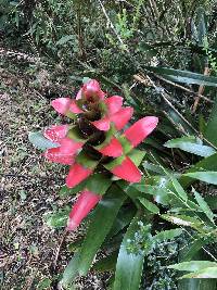 Guzmania gloriosa image