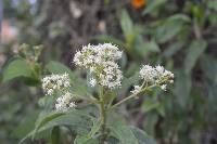 Baccharis latifolia image