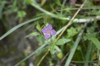 Oenothera rosea image