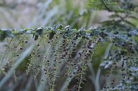 Coriaria ruscifolia image