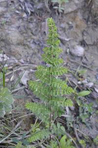 Coriaria ruscifolia image