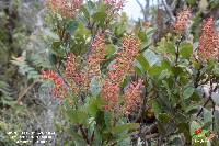 Weinmannia elliptica image