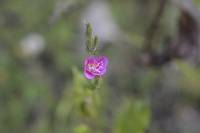 Oenothera rosea image