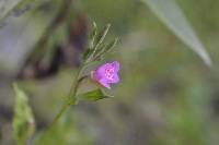 Oenothera rosea image