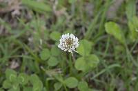 Trifolium repens image