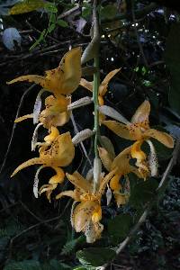 Stanhopea jenischiana image