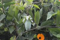 Cobaea scandens image