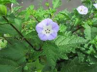 Nicandra physalodes image