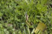 Plantago lanceolata image