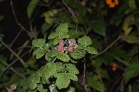 Rubus niveus image