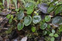 Peperomia tropeoloides image