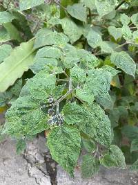 Physalis peruviana image