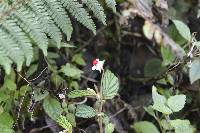 Begonia urticae image