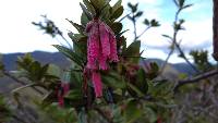 Macleania salapa image